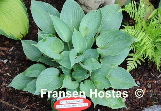 Hosta Spring Shower